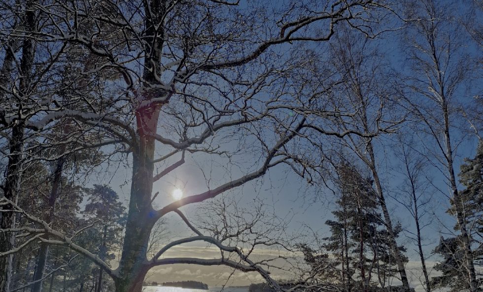 Rantapuisto TAUSTA 5-26