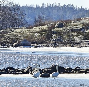 Kallahdenniemessä saattoi nähdä useita kyhmyjoutsenpareja lauantaina 21.3. Kuva: Katri Lehtonen