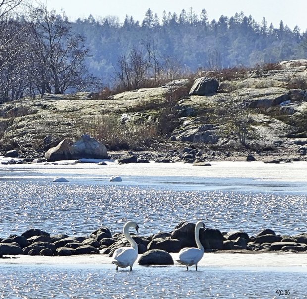 Kallahdenniemessä saattoi nähdä useita kyhmyjoutsenpareja lauantaina 21.3. Kuva: Katri Lehtonen