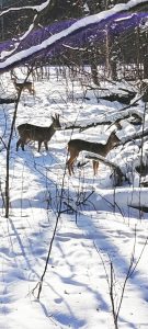 Kolme metsäkaurista Uutelassa 25.2. Kuva: Eeva Husu