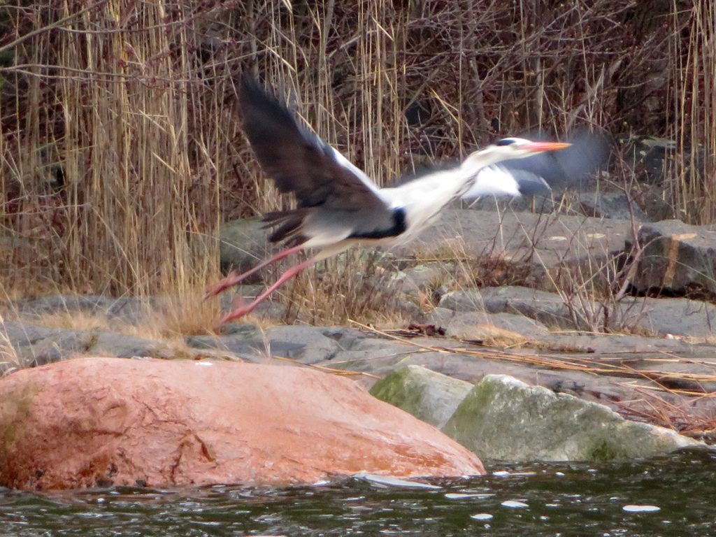Harmaahaikaran nousukiito, kuvattu Laituripolun lähellä 6.4.             Kuva: Moshe Finel