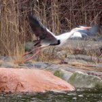 Harmaahaikaran nousukiito