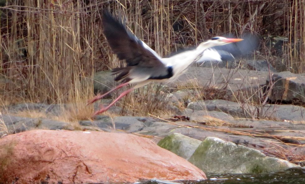 Harmaahaikaran nousukiito 15-26