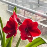 Kuu kiurusta konserttiin, puoli kuuta peipposesta