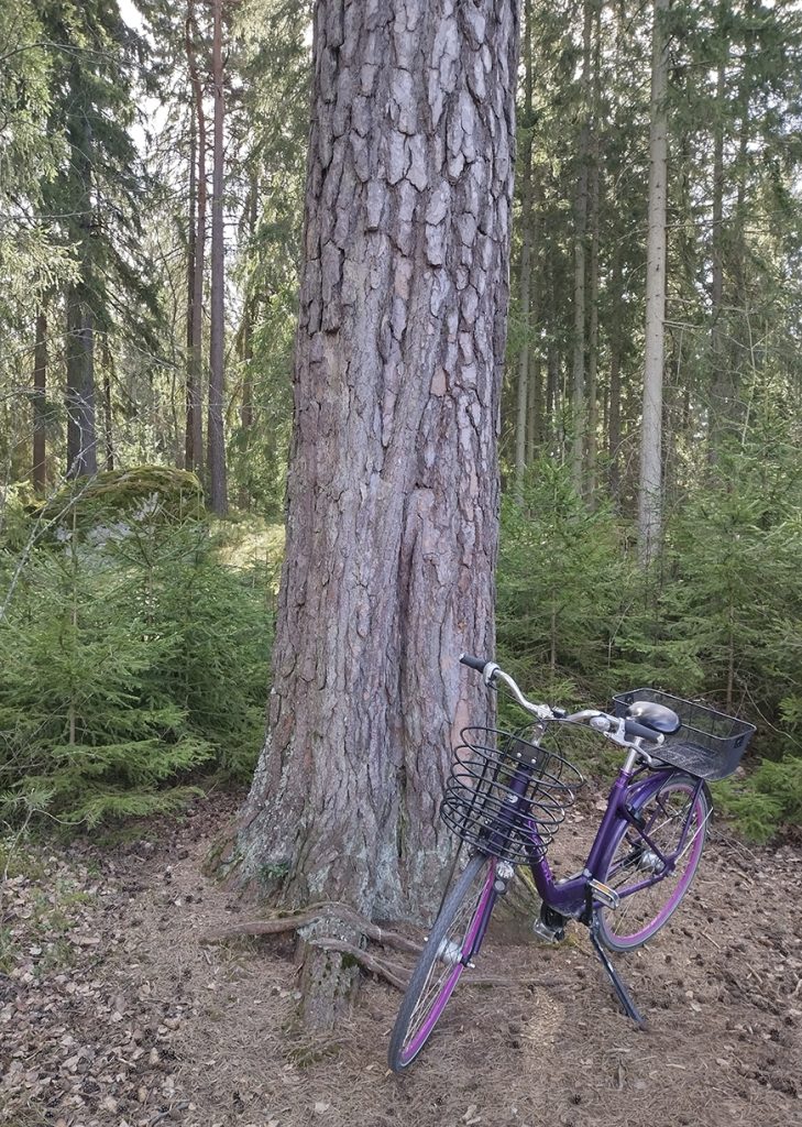 Tätä petäjää uskallan väittää Vuosaaren suurimmaksi. Se löytyy Meri-Rastilan rantapolun varrelta vastapäätä Marjaniemeä. Löytyykö sittenkin Kallahdenniemestä, Uutelasta tai Mustavuoresta vielä isompaa mäntyä?               Risto Larjavaara
