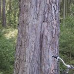 Vuosaaren suurin mänty?