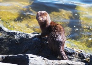 Minkki saalistamassa Aurinkolahden rannalla 24.4. Kuva: Jamila Awadh