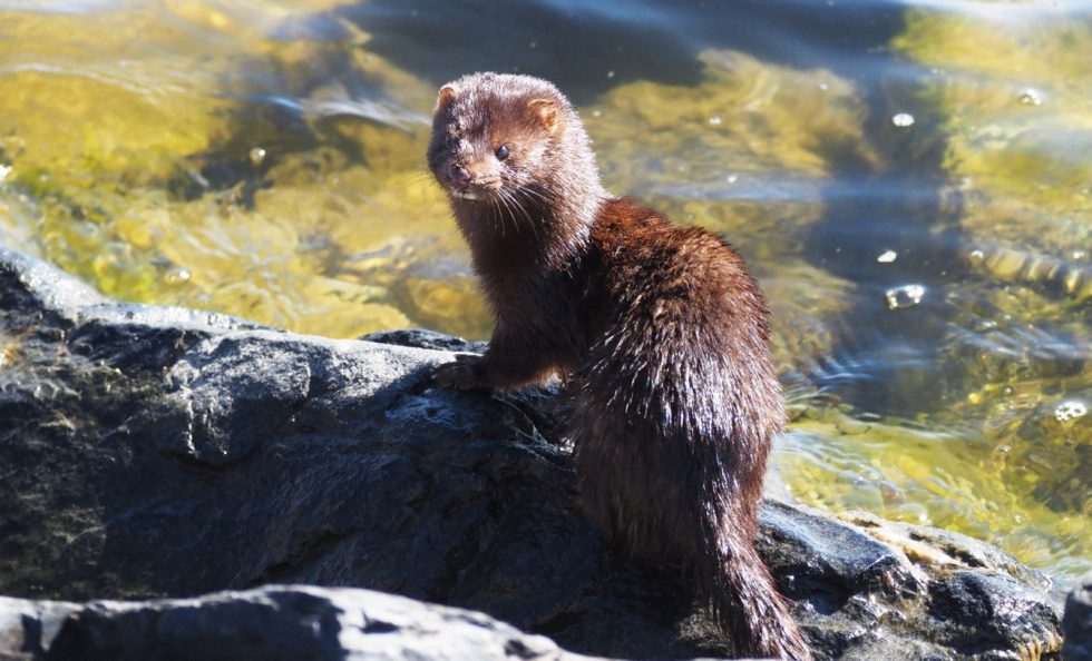 Minkki saalistamassa Aurinkolahden rannalla 24.4. Kuva: Jamila Awadh