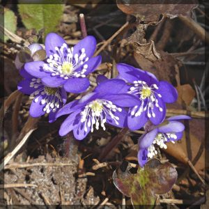 9.4. Pikku Kallahdessa sinivuokot esillä. Kuva: Katri Lehtonen