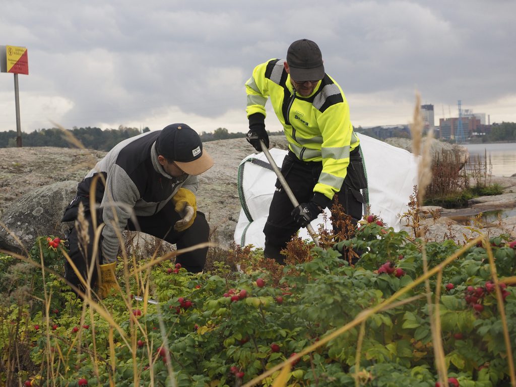 Stara poistaa kurtturuusua Helsingin saarista elokuun puolivälistä lokakuun loppuun. Kuvassa poistotöitä Seurasaarenselällä viime lokakuussa.    Kuva: Janne Saavalainen