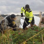 Helsinki tehostaa vieraskasvilajien torjuntaa – työtä tehdään ympäri vuoden