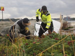 Stara poistaa kurtturuusua Helsingin saarista elokuun puolivälistä lokakuun loppuun. Kuvassa poistotöitä Seurasaarenselällä viime lokakuussa. Kuva: Janne Saavalainen