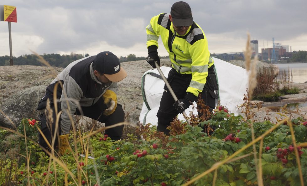 Stara poistaa kurtturuusua Helsingin saarista elokuun puolivälistä lokakuun loppuun. Kuvassa poistotöitä Seurasaarenselällä viime lokakuussa. Kuva: Janne Saavalainen