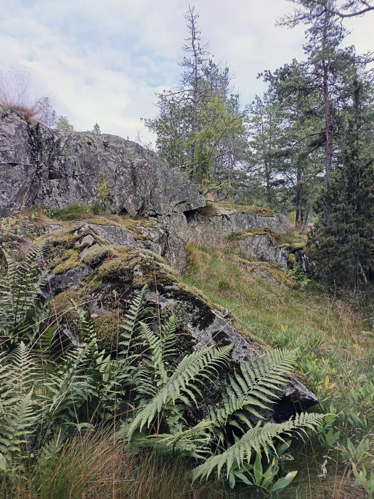 Metsämaisemaa suunnitellulla rakentamisalueella Mustavuoressa. Kuva: Antti Honkanen
