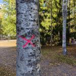 Haruspuistossa kaadetaan noin sata puuta lokakuussa – kaadettujen tilalle istutetaan 95 uutta puuta