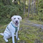 Säilytetään Niinisaarentien lähiluonto