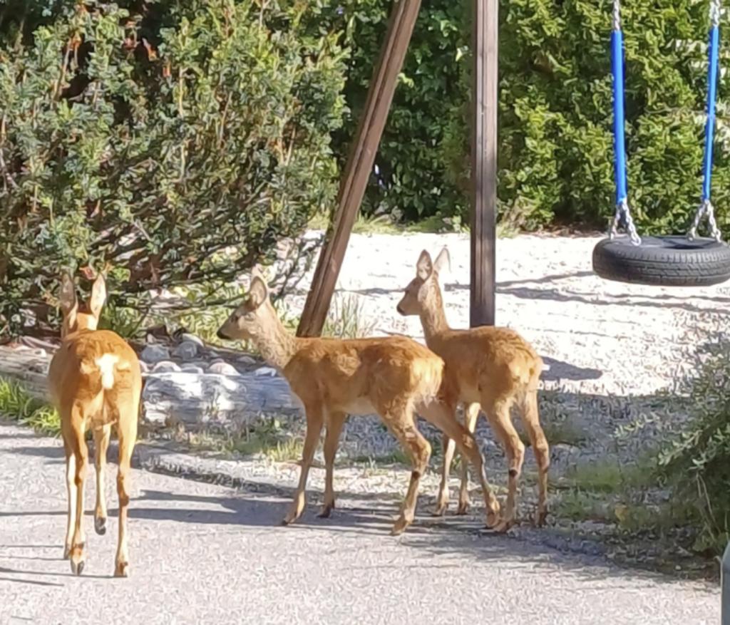Metsäkauriit keskellä päivää rivitaloyhtiön leikkialueella Ramsinniemessä. Ne syövät maahan pudonneita omenoita ja ovat yllättävän kesyjä. Tekevät kyllä sitten myös pihoilla kasvituhoja.  					  Kuva: Saija-Leena Autio-Arponen