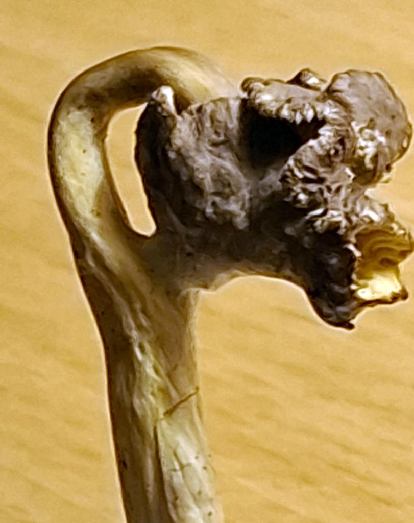 Alien? Ei vaan suppilovahvero. Terveisin Ensio Häkkinen