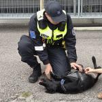 Yleisö sai rapsutella tullikoiraa.